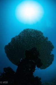 Coral tree under the Sun. by Mehmet Salih Bilal 